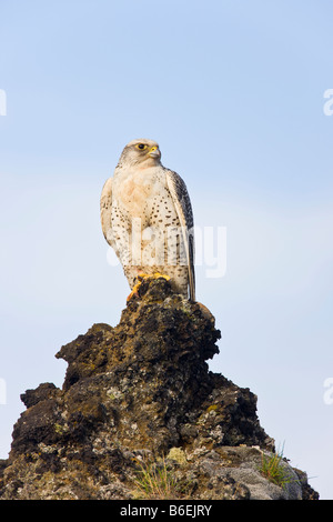 Gyrfalcon Falco rusticolus in Iceland Stock Photo