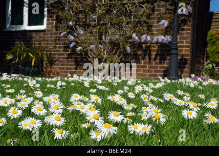 Daisies growing in grass lawn Stock Photo