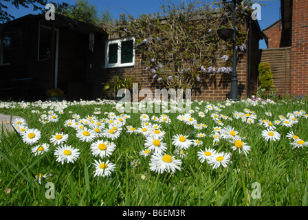 Daisies growing in grass lawn Stock Photo