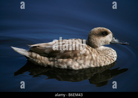 Marbled Teal duck (Marmaronetta Angustirostris) swimming on a lake at Martin Mere WWT, Lancashire. Stock Photo