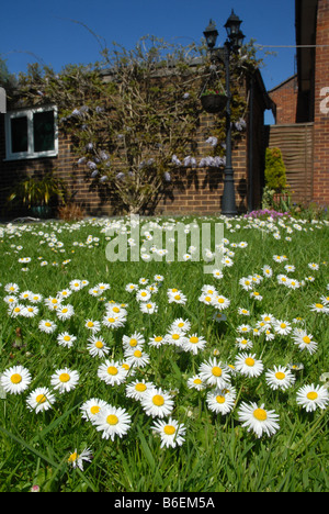 Daisies growing in grass lawn Stock Photo