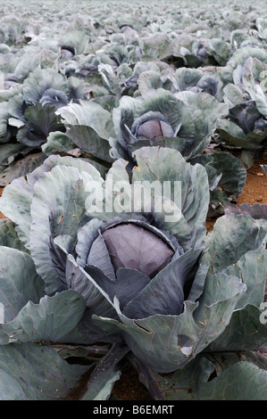 Red cabbage field Stock Photo