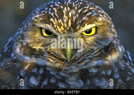 burrowing owl (Athene cunicularia), portrait, USA, Florida Stock Photo