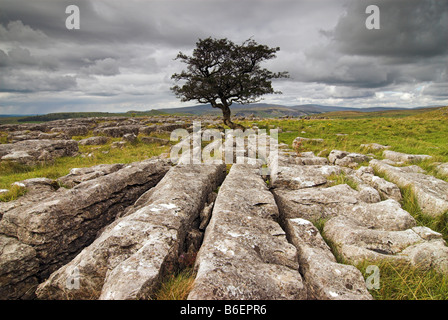 A lone tree on the limestone pavement of Winskill Stones near Settle, Yorkshire Dales, Yorkshire, United Kingdom, Europe