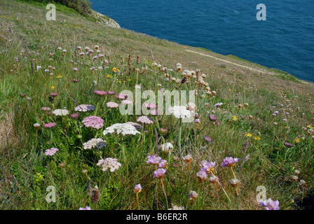 Wild Carrot in close up Stock Photo