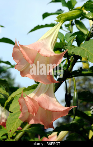 Golden Angel's Trumpet (Brugmansia aurea), in Lindau Park, Lindau Island, Bavaria, Germany, Europe Stock Photo