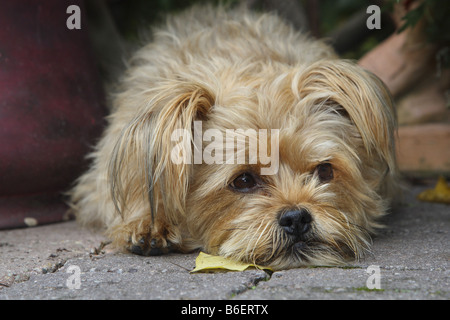 mixed breed dog (Canis lupus f. familiaris), lys on the ground