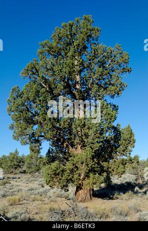1000 year old Western or Sierra Juniper (Juniperus occidentalis var. occidentalis), Ancient Juniper Trail, Badlands Wilderness  Stock Photo