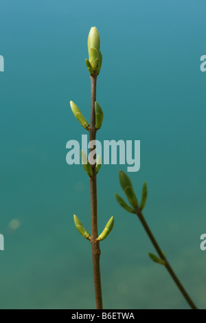 a sprout at spring time Stock Photo