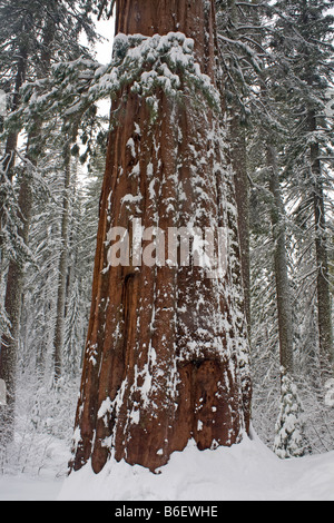 CALIFORINA - Snow covered Giant Sequoia tree in Tuolumne Grove near Crane Flats in Yosemite National Park. Stock Photo