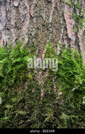 close up of woodland moss on tree trunk Stock Photo