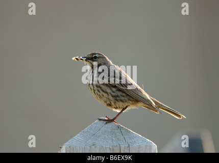 Meadow pipit (Anthus pratensis) with food for young. Stock Photo