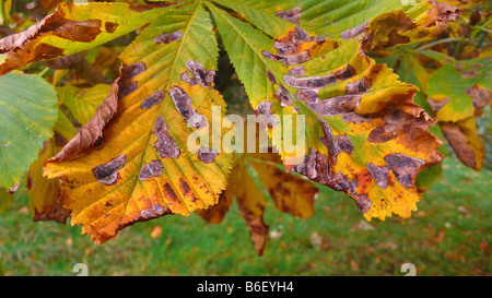 common horse chestnut (Aesculus hippocastanum), plant disease, horse chestnut leaf miner destroying leaves Stock Photo