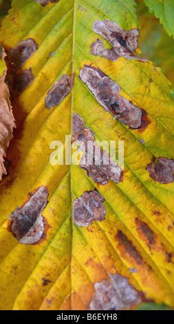 common horse chestnut (Aesculus hippocastanum), plant disease, horse chestnut leaf miner destroying leaves Stock Photo