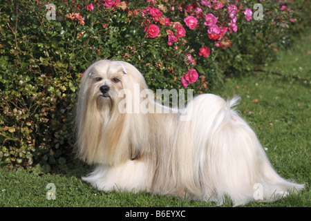 Lhasa Apso (Canis lupus f. familiaris), standing in lawn Stock Photo