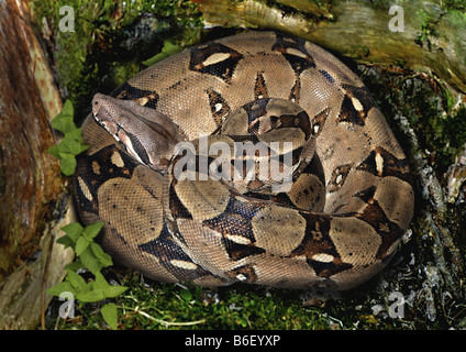 Red-tailed Boa (Boa constrictor), lys rolled up in forest Stock Photo
