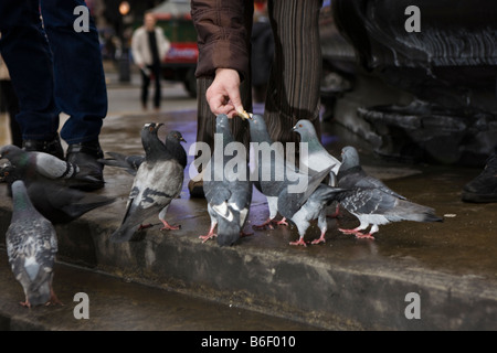 pigeons being fed in London city centre Stock Photo