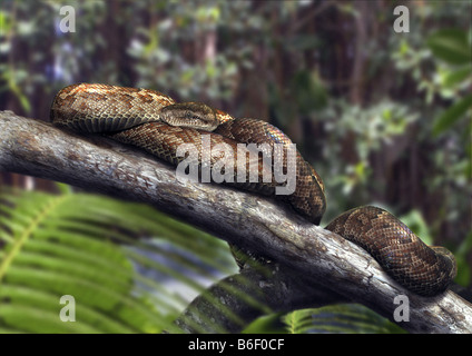 Brazilian rainbow boa (Epicrates cenchria), rolled up on a branch, Brazil Stock Photo