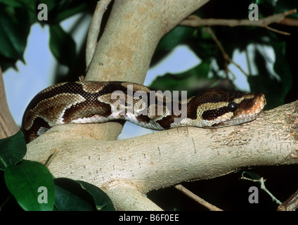 ball python, royal python (Python regius), on a branch, Africa Stock Photo