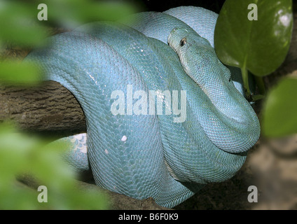 A blue green tree python is a rare variety of green tree pythons that ...