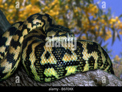 carpet python (Morelia spilota variegata, Morelia spilotes variegata), portrait Stock Photo