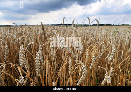 Grain field, wheat, Isental Valley near Dorfen, Upper Bavaria, Bavaria, Germany, Europe