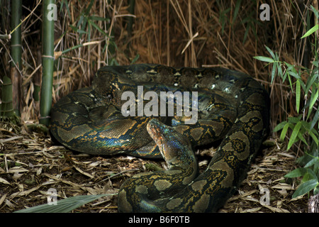Reticulated python, Diamond python, Java rock python (Python reticulatus), rolled up on ground Stock Photo