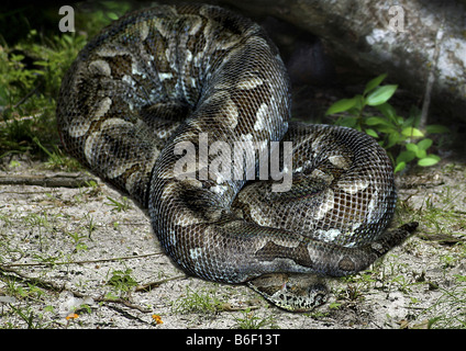 Cuban Boa Epicrates Angulifer This Snake Is Threatened With Extinction  Stock Photo - Download Image Now - iStock