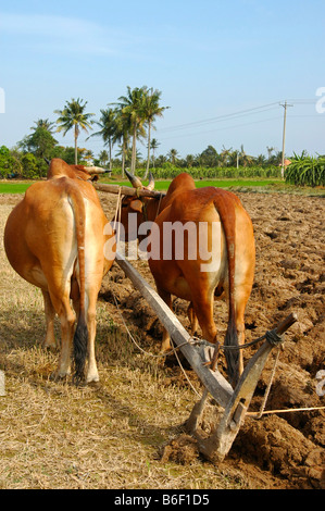 Harnessed humped cattle pulling a simple single blade plow through a ...