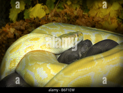 Red-tailed Boa (Boa constrictor), colour variety Stock Photo