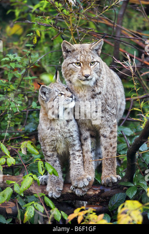 Eurasian lynx (Lynx lynx), female smooches with pup Stock Photo