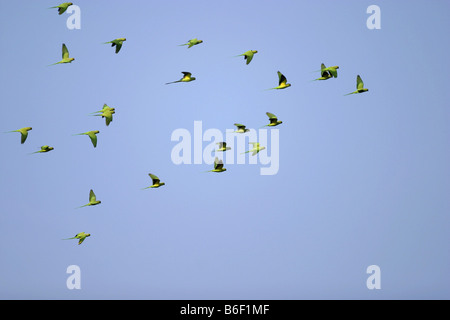 rose-ringed parakeet (Psittacula krameri), flock flys, Germany, Baden-Wuerttemberg Stock Photo