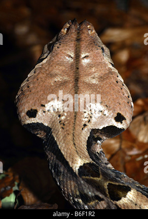 Gaboon viper (Bitis gabonica), head from above Stock Photo