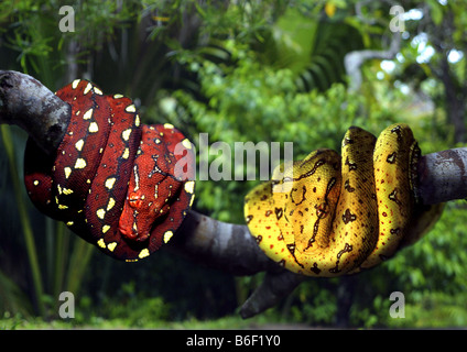 Green Tree Python (Chondropython viridis, Morelia viridis), two young individuals Stock Photo