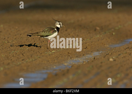 northern lapwing (Vanellus vanellus), walking on an acre, Germany, Rhineland-Palatinate Stock Photo