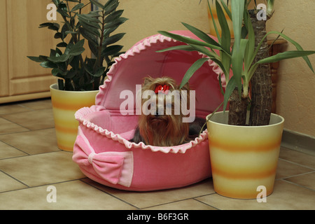 Yorkshire Terrier (Canis lupus f. familiaris), dog sits in the living romm in its pink basket Stock Photo