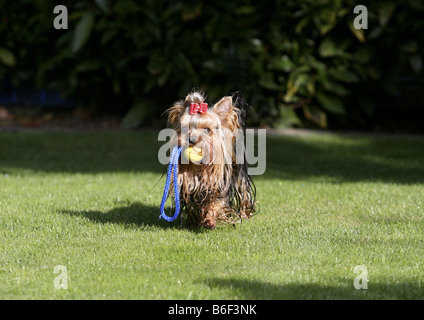Yorkshire Terrier (Canis lupus f. familiaris), running over a meadow with a toy in its mouth Stock Photo