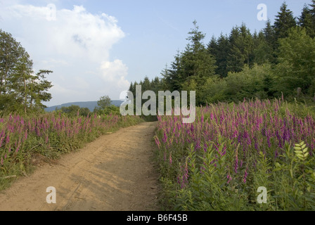 common foxglove, purple foxglove (Digitalis purpurea), many plants at the wayside at forest edge, France, Bourgogne, Burgund Stock Photo