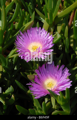 Hottentot Fig in close up Stock Photo