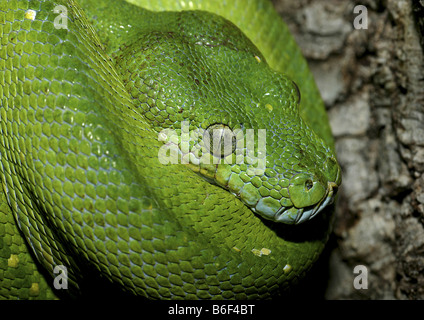 Green Tree Python (Chondropython viridis, Morelia viridis), portrait, rolled up Stock Photo