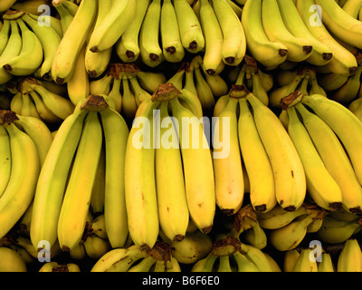 Group of ripe bananas in food market Seattle Washington Stock Photo