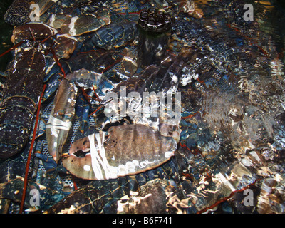 European lobsters (Homarus gammarus) in a water tank with bound claws, alive and ready for sale at a fish monger Stock Photo