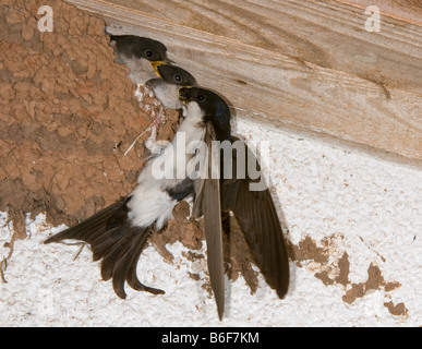 House Martin (Delichon urbicum) feeding young in the nest Stock Photo