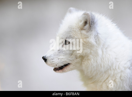 Arctic Fox (Alopex lagopus), portrait Stock Photo