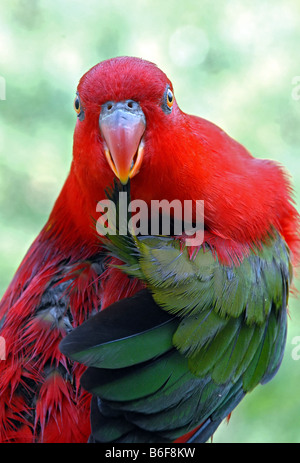 red lory (Eos bornea), plumage care Stock Photo