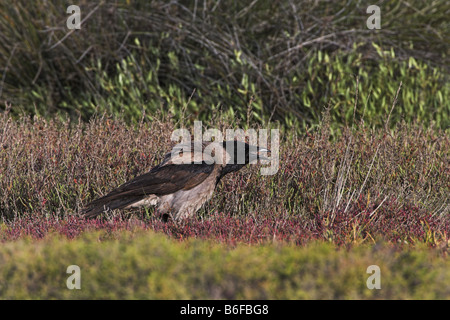 hooded crow (Corvus corone cornix), stands and calls, Greece, Lesbos Stock Photo