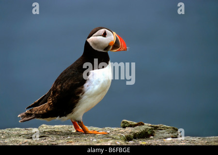 Atlantic Puffin (Fratercula arctica), Runde Bird Island, Norway, Scandinavia, Europe Stock Photo