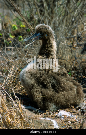 Young Waved Albatross (Phoebastria irrorata) in a nest, Espanola Island, Galapagos Archipelago, Ecuador, South America Stock Photo