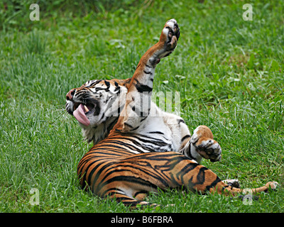 Sumatra Tiger (Panthera tigris) rolling in the grass