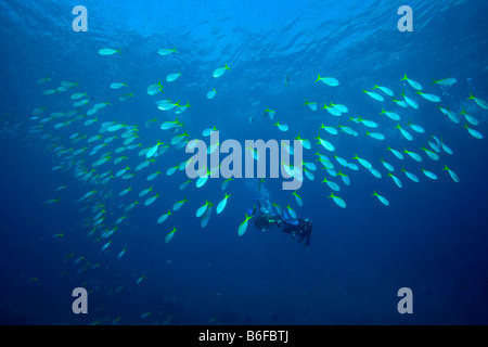 Scuba divers swimming with a school of Yellow-and-blueback Fusilier (Caesio teres) Stock Photo